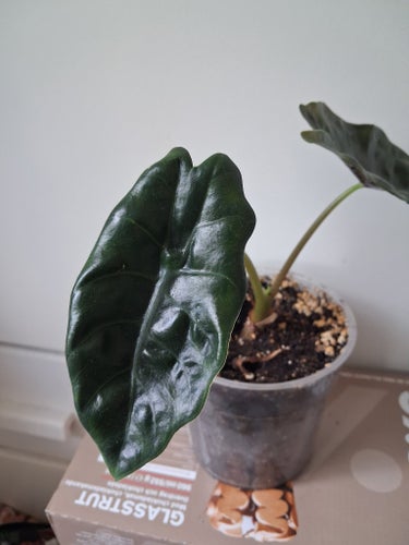 Alocasia chantrieri contorta