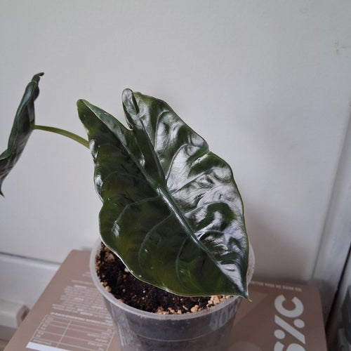 Alocasia chantrieri contorta