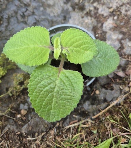 Plectranthus amboinicus, kryddkarlbergare, 1 planta