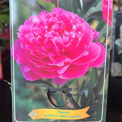 Paeonia lactiflora 'Edulis Superba' - Pion