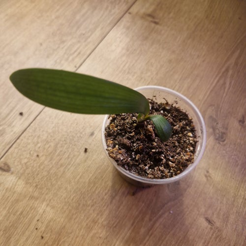 Clivia miniata ( Mönjelilja ) orange- planta nr.3
