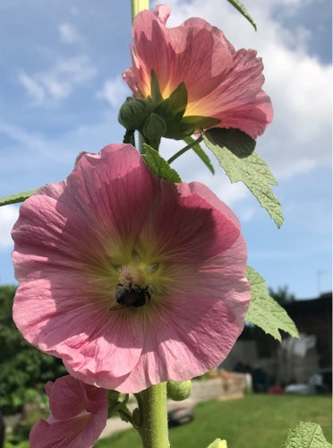 Rosa stockros med gul mitt. Minst 30 frön.