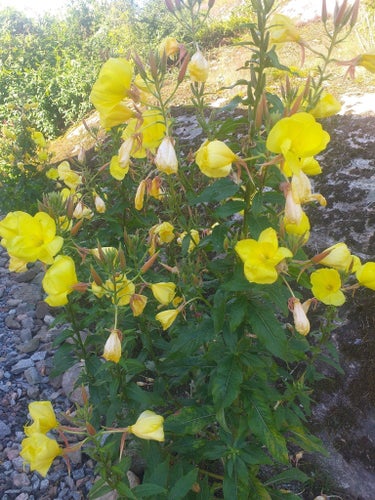 Nattljus jättenattljus 10 plantor/sticklingar/rosetter