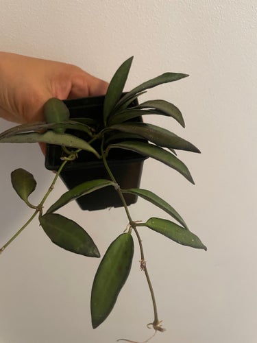 Hoya Rosita