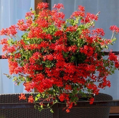 Hängpelargon Ville de Paris med vackra blommor!