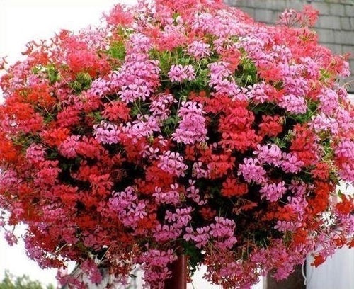 Hängpelargon Ville de Paris med vackra blommor!
