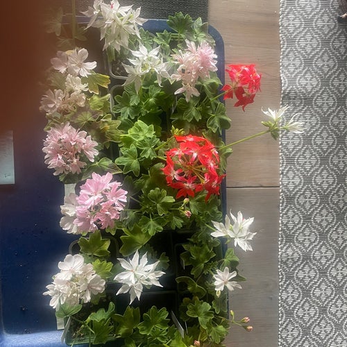 Stjärnpelargoner