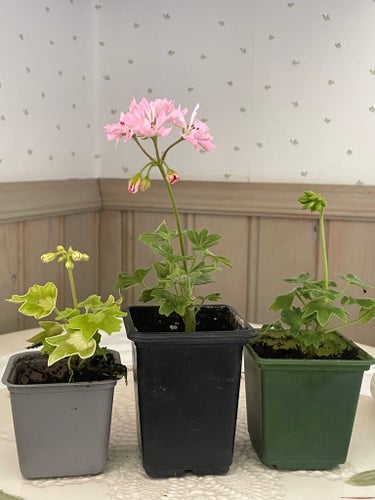 Stjärnpelargoner