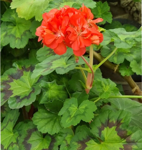 Zonal Pelargon 'Boniface Butterfly' stickling