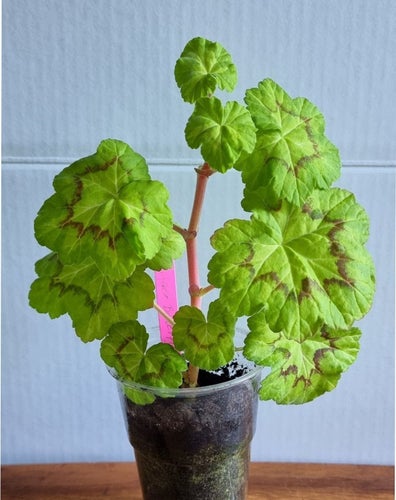 Zonal Pelargon 'Boniface Butterfly' stickling