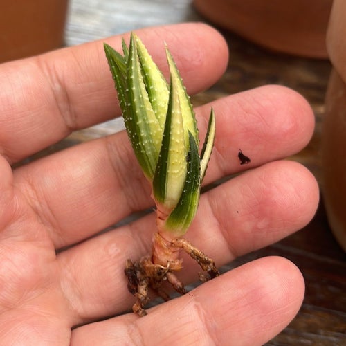 Haworthia attenuata f. variegata