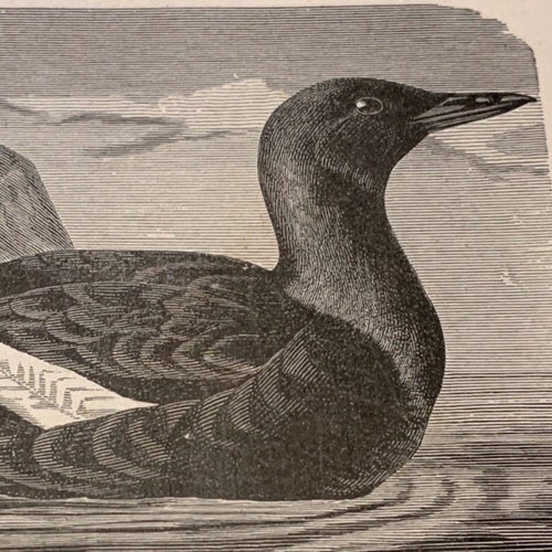 Träsnitt ”Tobiasgrissla” ur bok från 1901