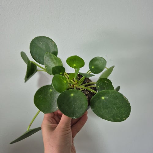 Pilea Peperomioides - Elefantöra