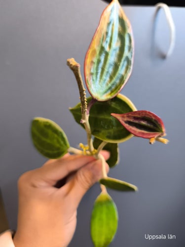 Hoya Latifolia Albomarginata