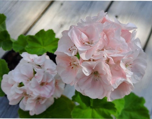 Mårbacka två rosa pelargoner, sticklingar