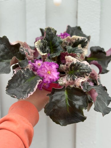 Saintpaulia väcker med stora variegata blad rosa 4st blad