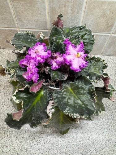 Saintpaulia väcker med stora variegata blad rosa 4st blad