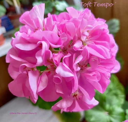 Pelargon `Toft Tempo´, zonal, tetraploid. Rotad, etablerad stickling