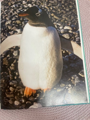 Min fotobok om Hotade djur