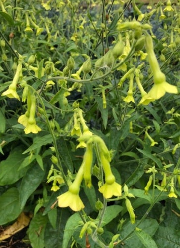 Tre sorters blommande Dekorativa Tobakssorter. Sättfrön! Frakt ingår