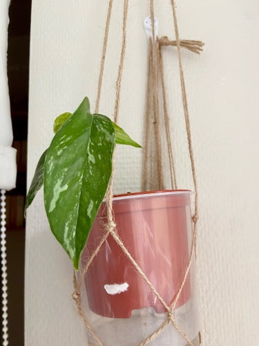 Epipremnum aureum variegata