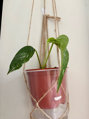 Epipremnum aureum variegata