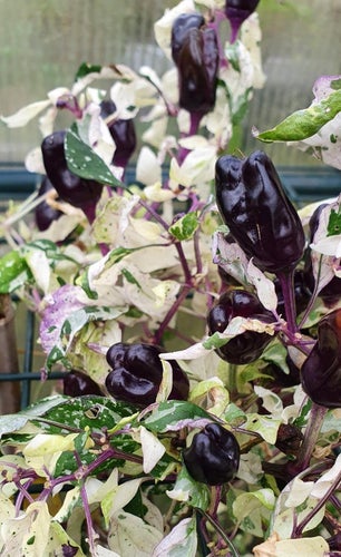 Chili - Calico, så vacker och god