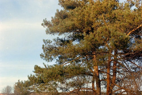 Kodak Gold 200 135/36