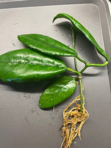 Hoya stor globulosa stickling