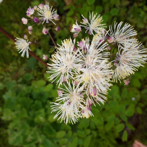 30 frön aklejruta vita blommor perenn
