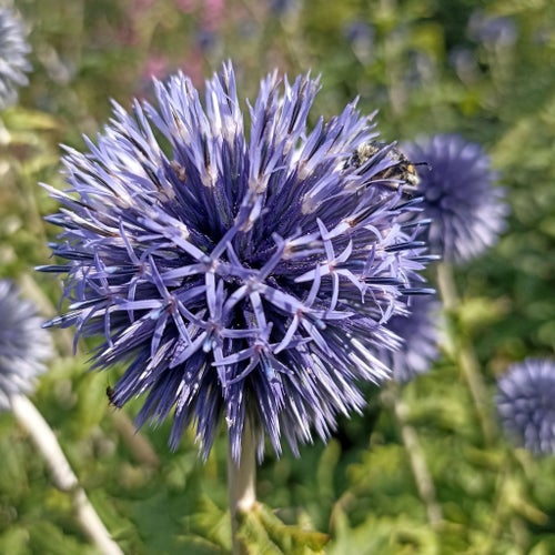 Frön, Echinops ritro (blå bolltistel)