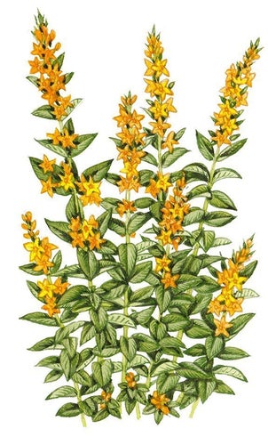 Praktlysing - Lysimachia punctata