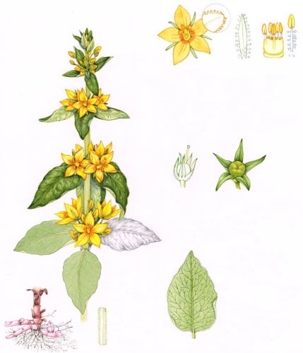 Praktlysing - Lysimachia punctata