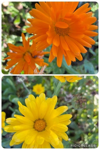 Ringblomma - orange och gul. Minst 30 frön.