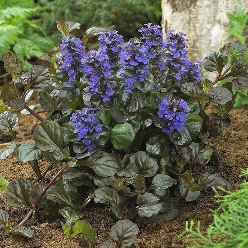 Revsuga ca 10 plantor