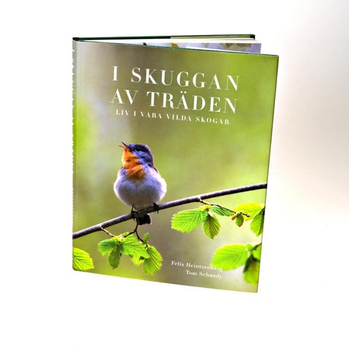 I SKUGGAN AV TRÄDEN