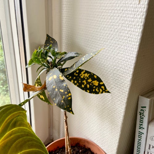 Kroton 'Gold Dust' (Codiaeum variegatum)