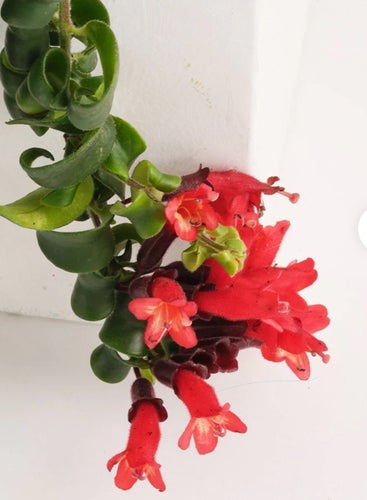 Aeschynanthus “BLUSTER” stickling