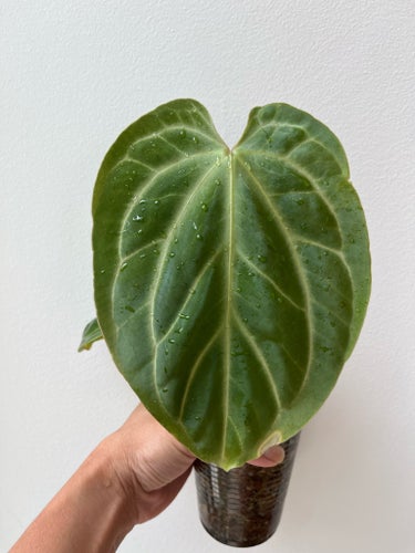 Anthurium Besseae Aff