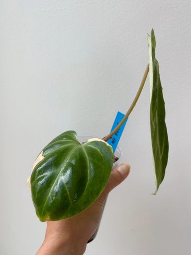 Anthurium Besseae Aff