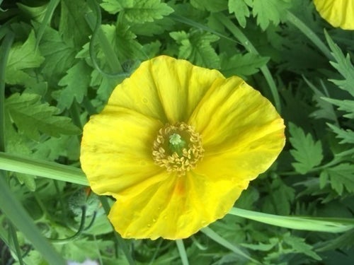 Gul vallmo-papaveraceae