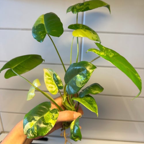 Philodendron Burle Marx variegata(mycket fin)