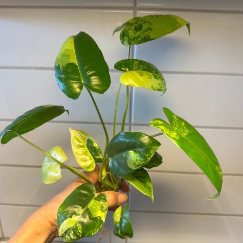 Philodendron Burle Marx variegata(mycket fin)