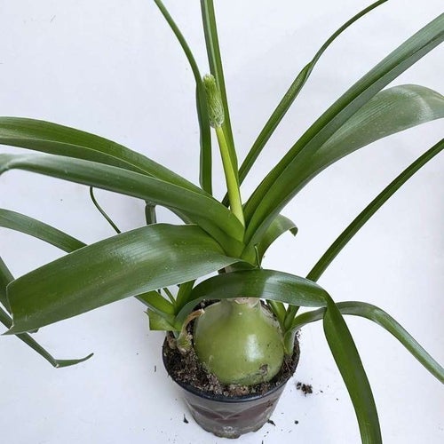 Läkelök, Ornithogalum caudatum, en sidolök
