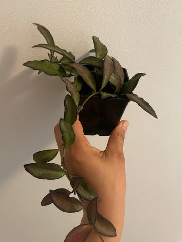 Hoya Rosita