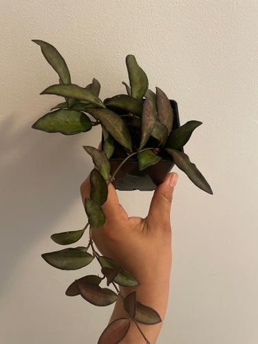 Hoya Rosita
