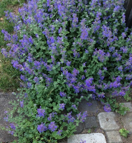Kantnepeta. Minst 30 frön. Mycket torktålig PERENN