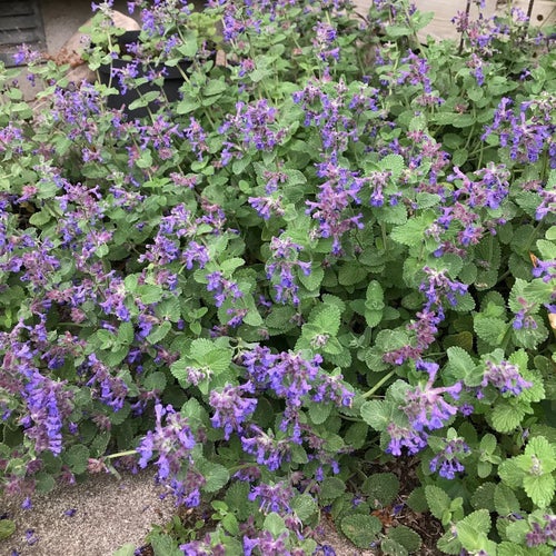 Kantnepeta. Minst 30 frön. Mycket torktålig PERENN
