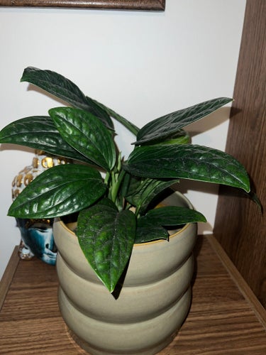 Epipremnum 'Marble Planet'Planta