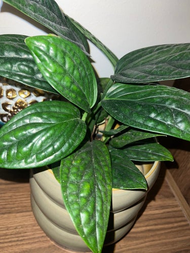 Epipremnum 'Marble Planet'Planta
